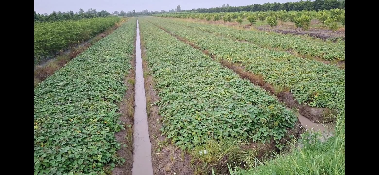 Đất mặt tiền đường nhựa 7000m² tại Tân Lược, Vĩnh Long - Giá chỉ 2.1 tỷ!