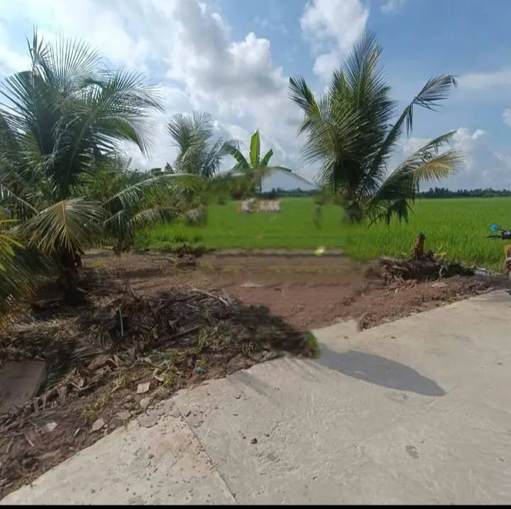 Đất ruộng Tân Thạnh, Long Phú 1000m² giá 250 triệu - Mặt tiền ô tô thuận tiện!