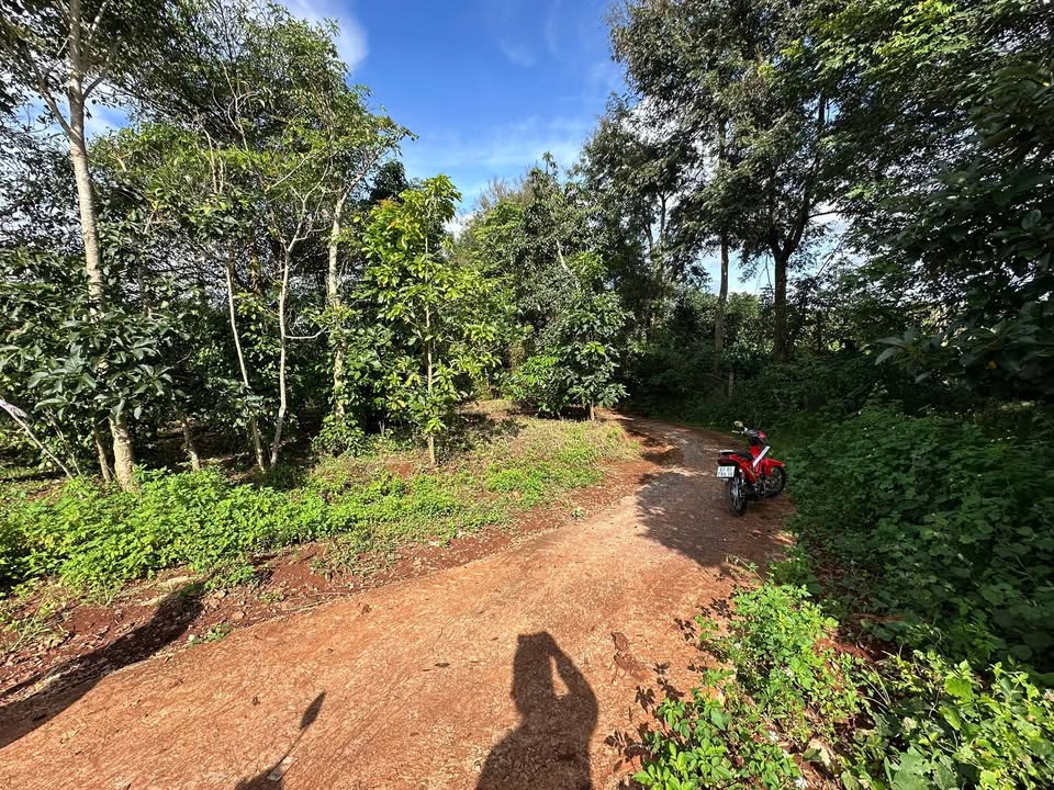 Đất nền Đle Yang, Ea H'Leo, Đắk Lắk 130m² giá chỉ 230 triệu - Đầu tư lý tưởng!