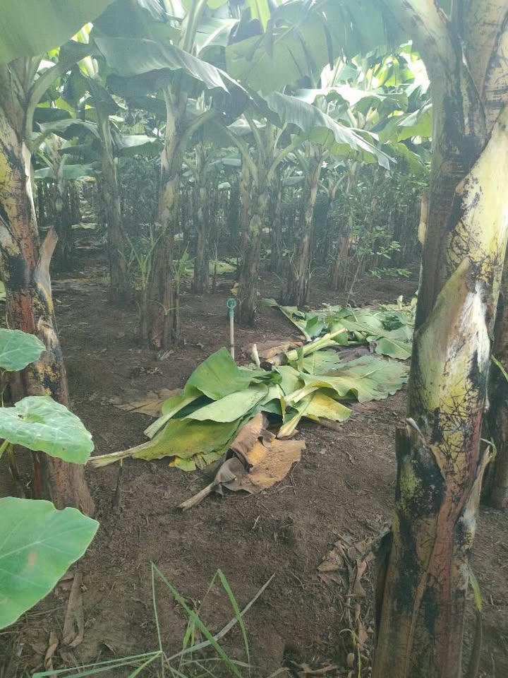 Đất nông nghiệp 3.4 sào tại xã Bàu Hàm, Trảng Bom - Giá chỉ 2.1 tỷ, thương lượng ngay!