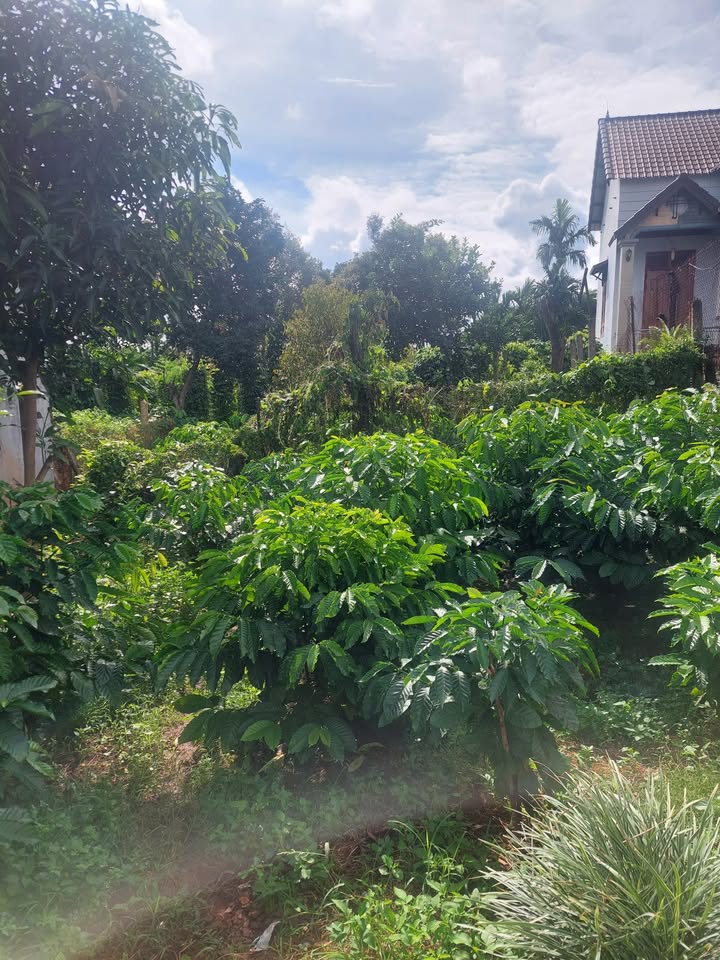 Đất mặt tiền Tỉnh Lộ 2, Hòa Tây, Đắk Lắk 1144m² giá chỉ 15.862 tỷ - Cơ hội đầu tư tuyệt vời!