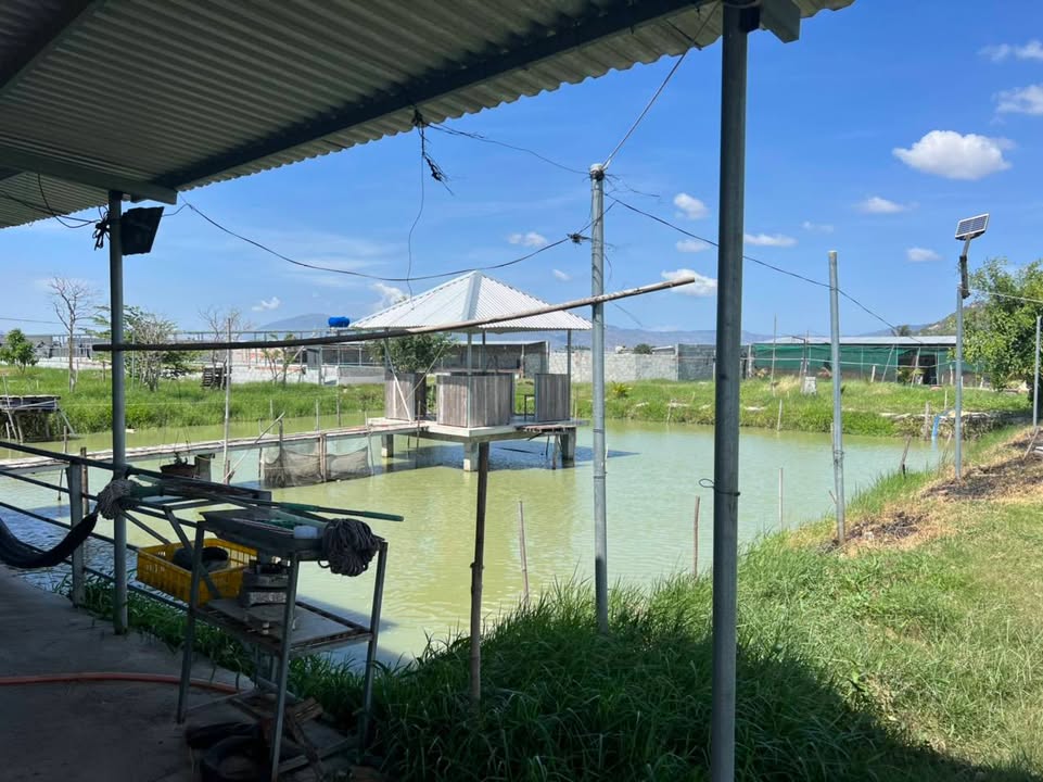 Farm Ninh Thuận 4.500m² giá 3,9 tỷ - Cơ hội khởi nghiệp nông nghiệp hấp dẫn!