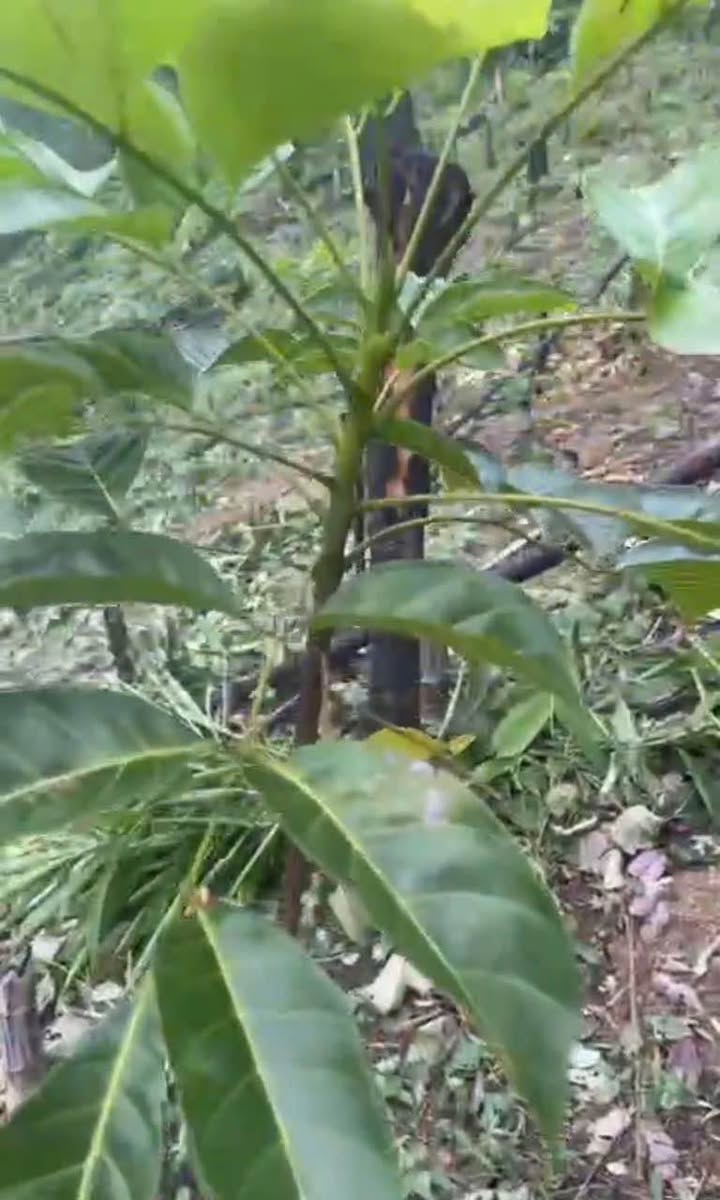 Đất rừng sản xuất Văn Vũ, Na Rì 11ha - Cơ hội đầu tư sinh lời bền vững!