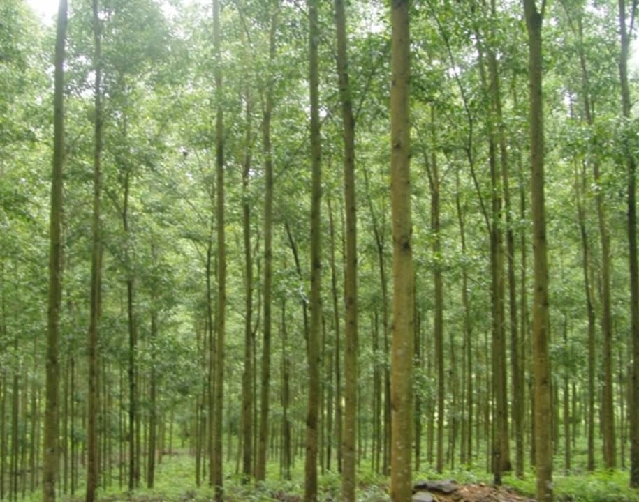 Đất Farm 1ha tại Cẩm Lĩnh, Ba Vì - Giá 3.6 tỷ, Đầu tư sinh lời!