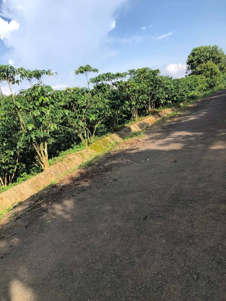 Đất Lộc Quảng Bảo Lâm 1110m² giá 800 triệu - Cơ hội đầu tư tốt!