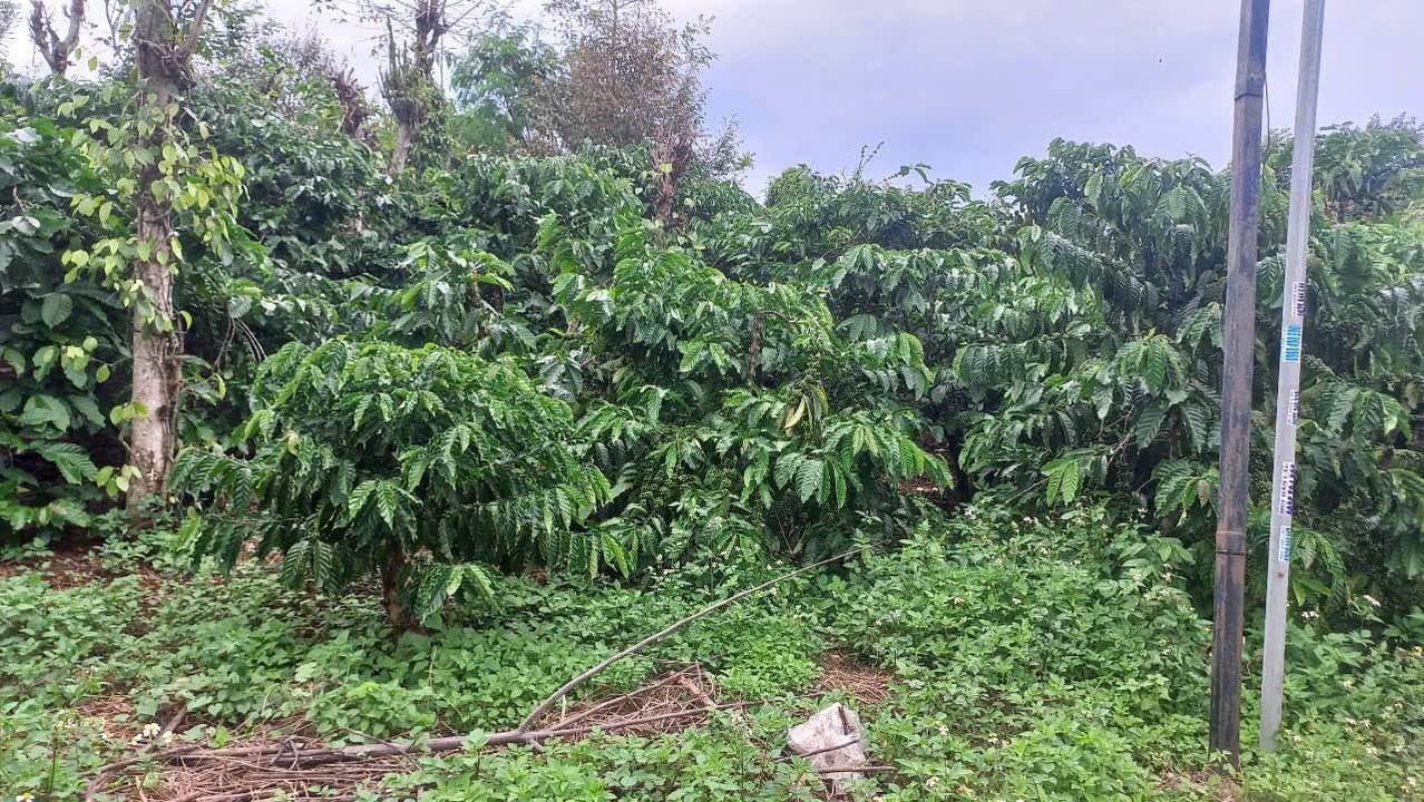 Đất nền Lộc An 7200m² giá 1.1 tỷ - Sổ đỏ chính chủ, đầu tư sinh lời!