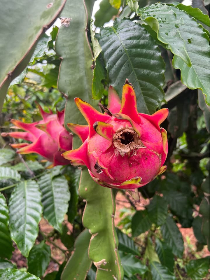 Đất nền mặt tiền Trương Định, Pleiku 160m² - Sổ đỏ chính chủ, giá tốt!