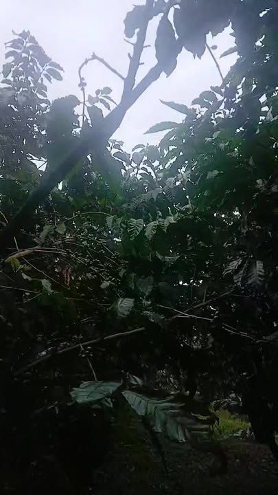 Đất nền Lộc Bắc, Bảo Lâm, 3.2ha, giá 8.5 tỷ - Sổ đỏ chính chủ