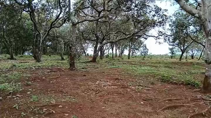 Đất Farm Bù Đăng 10.000m² giá 850 triệu - Cơ hội đầu tư tuyệt vời!