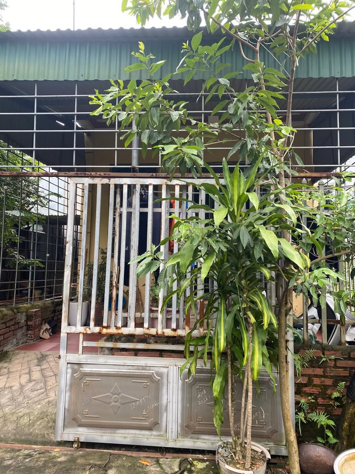 Nhà cấp 4 Đồng Tâm Vĩnh Yên 126m² giá 1.775 tỷ - Cơ hội sở hữu ngay!