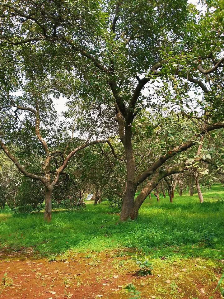 Đất nền 20.000m² tại xã Đồng Nai, Bù Đăng - Giá chỉ 1.9 tỷ, đầu tư sinh lời!