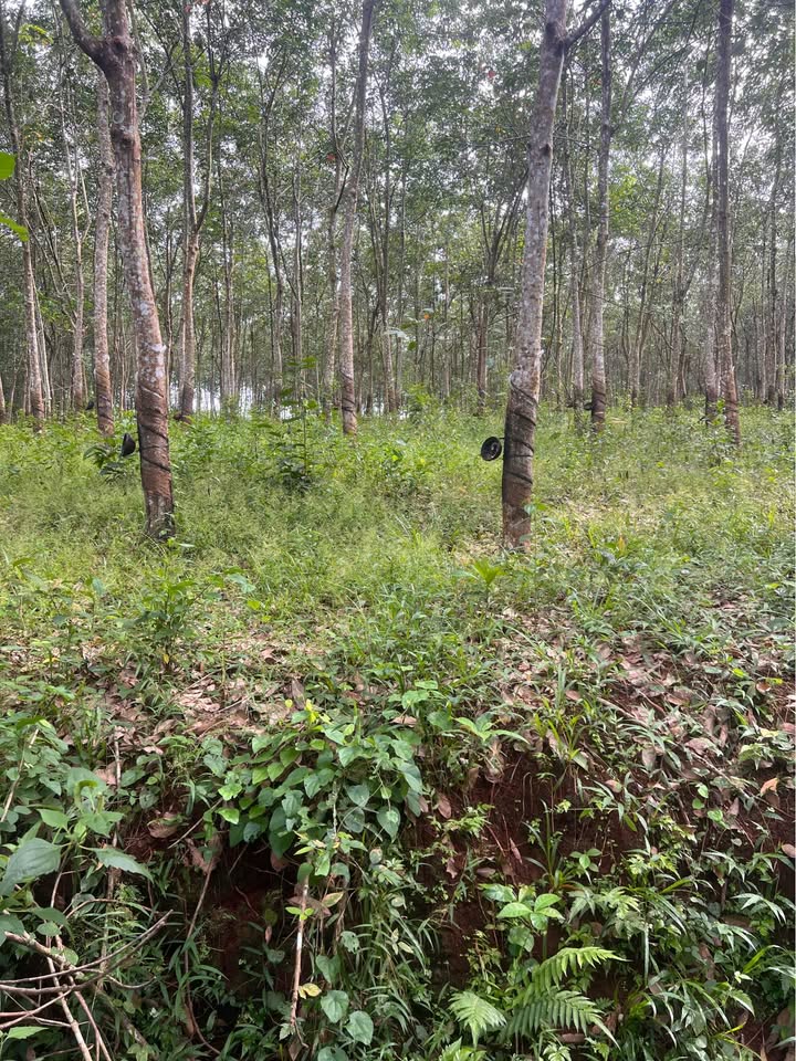 Farm 3.4ha tại xã Lộc An, Đồng Nai giá chỉ 1.7 tỷ - Cơ hội đầu tư hấp dẫn!