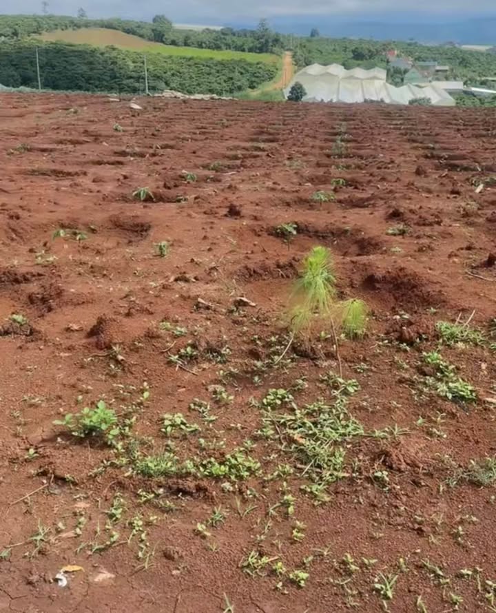 Đất thổ cư 2000m² tại Thôn Thạch Thất 2, xã Tân Hà, giá 2.6 tỷ - Đầu tư sinh lời!