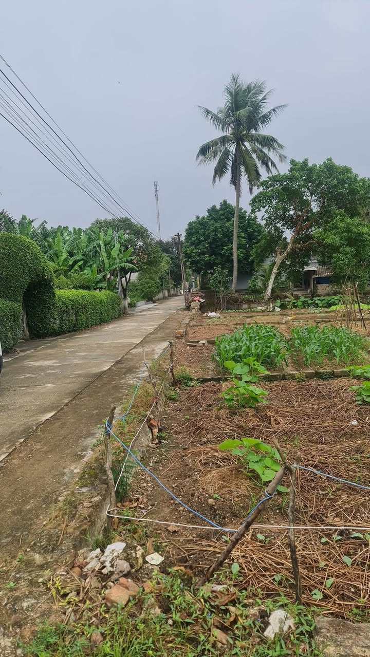 Lô đất Tế Nông, Nông Cống, Thanh Hóa, 165m² giá chỉ 200 triệu - Cơ hội đầu tư hấp dẫn!