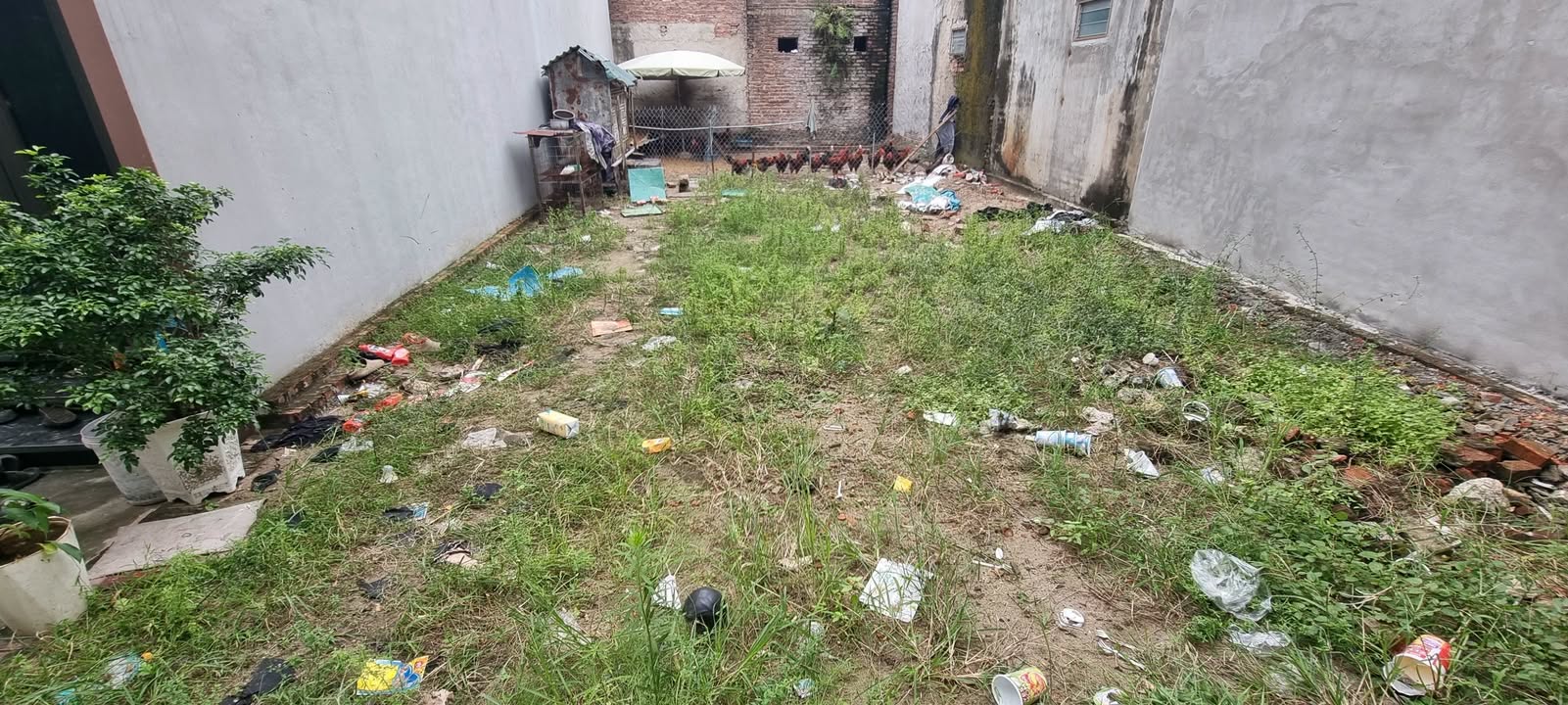 Đất Thụy Lâm, Đông Anh 97,5m² giá 3 tỷ - Sổ hồng chính chủ, đầu tư sinh lời!