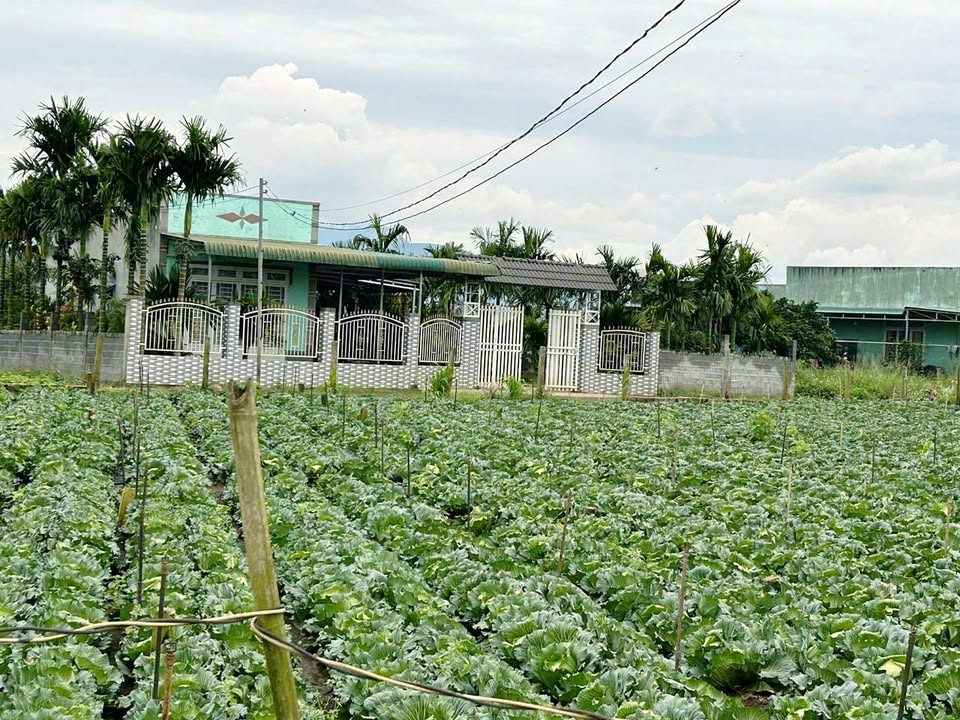 Nhà đất Hẻm Lê Hồng Phong, Đức Trọng, Lâm Đồng 1.086m² giá 2.6 tỷ - Sẵn sàng vào ở ngay!