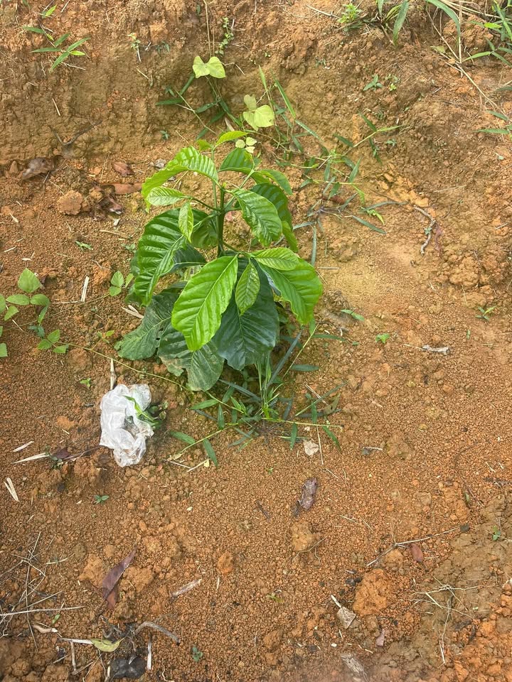 Đất Farm 40000m² tại Đam Rông, Lâm Đồng - Giá 2.4 tỷ, hệ thống tưới tiêu đầy đủ!