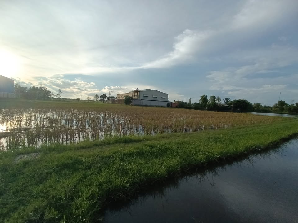 Đất lúa 1050m² tại Mỹ Hạnh Bắc, Long An - Sổ hồng riêng, giá 84 tỷ