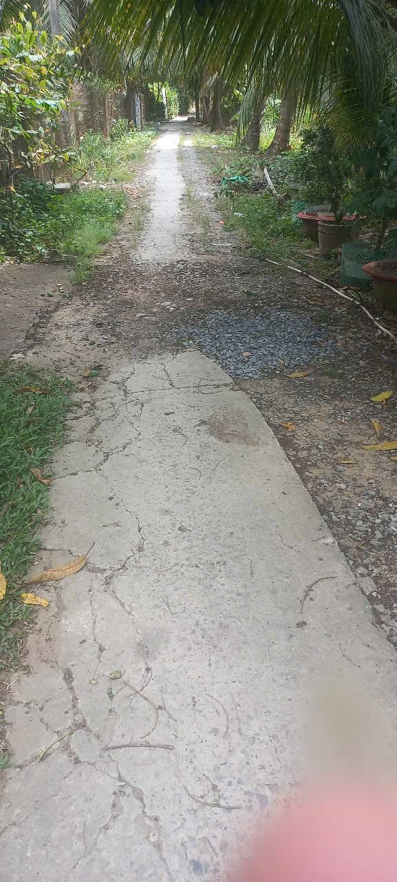 Đất nền chính chủ Long Hòa, Bình Đại 203m² giá 480 triệu - Sổ đỏ chính chủ, gần Quốc lộ 57B!