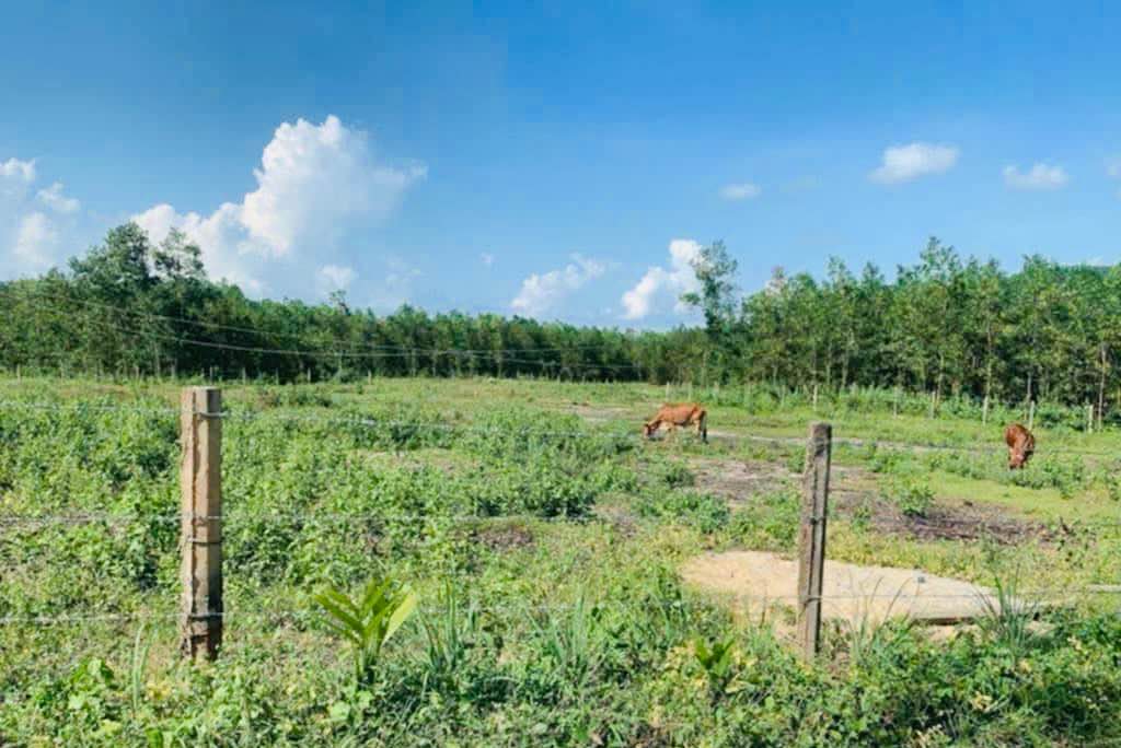 Đất nông nghiệp 1Hecta tại An Nhơn, Bình Định - Giá chỉ 1.2 tỷ, cơ hội đầu tư sinh lời!