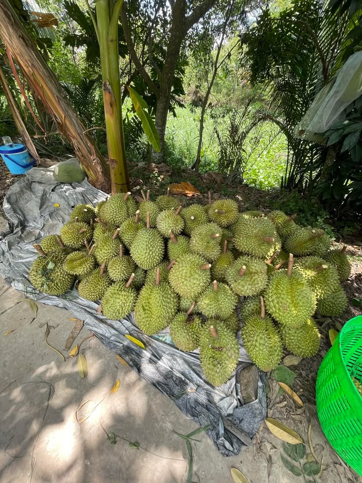 Đất nền hẻm 146 Hoàng Quốc Việt, Cần Thơ 100m² giá 1.75 tỷ - Gần trung tâm thuận tiện!