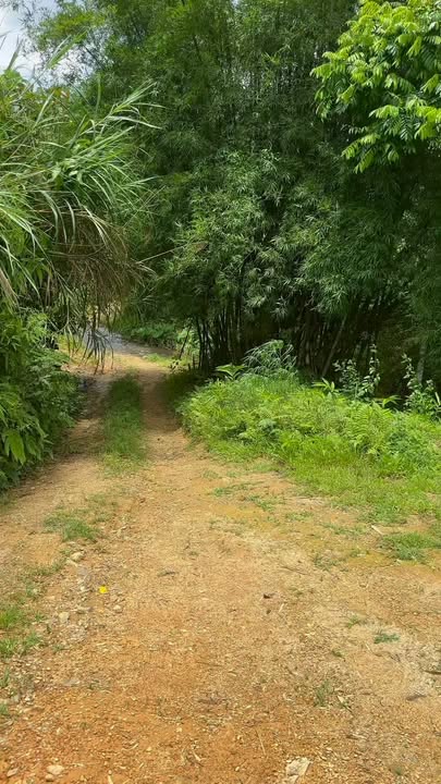 Lô đất nông nghiệp 89.000m² tại Nghĩa Tá, Bắc Kạn - Đầu tư sinh lời ngay!