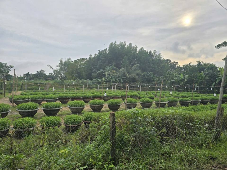 Đất thổ cư 1000m² Hòa Xuân Đà Nẵng giá 5 tỷ - Đầu tư sinh lời ngay!