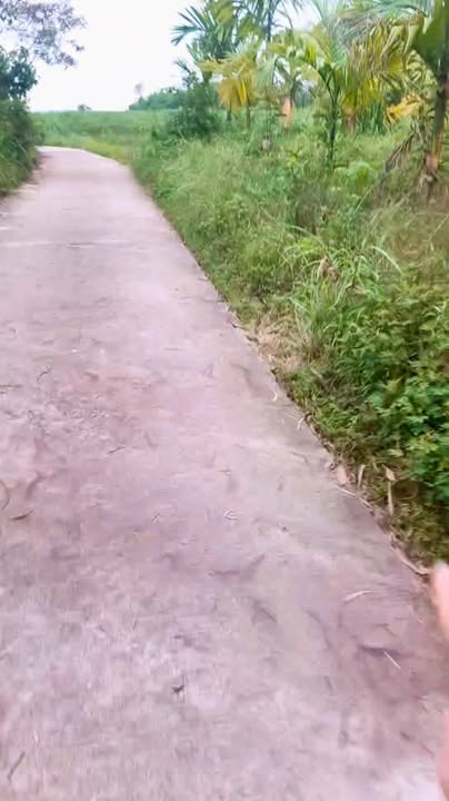 Đất ở Trà Giang Quảng Ngãi 2226m² - Nhà cấp bốn và vườn cây cau thoáng mát!