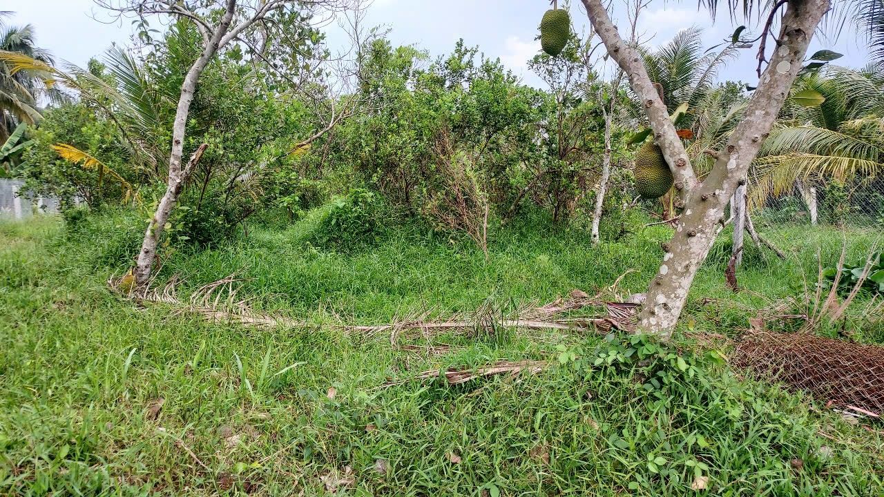 Đất vườn 500m² xã Long Hưng, giá 550 triệu - Đầu tư sinh lời lớn!