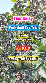 Vườn bưởi Tân Thuận Bình 5100m² giá 5.1 tỷ - Đầu tư sinh lời hấp dẫn!