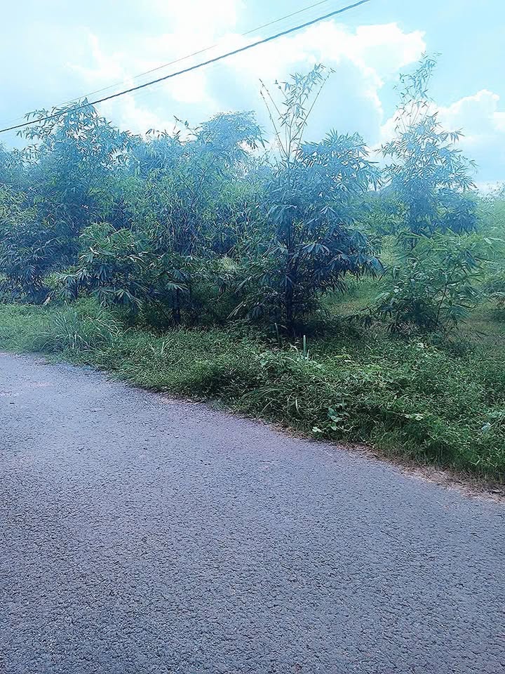 Đất thổ cư 10x50m Lộc Ninh Dương Minh Châu 750 triệu - Cơ hội đầu tư sinh lời!