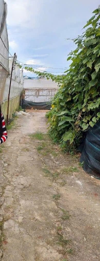 Đất Cam Ly Đà Lạt 150m² giá thỏa thuận - Tặng nhà lồng và tiện ích sẵn có!