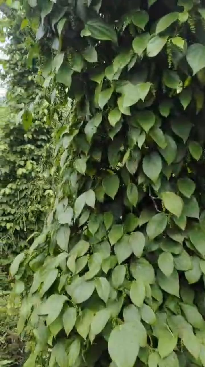 Đất nền Trường Xuân Đắk Song 1.3ha chỉ 1.5 tỷ - Tiềm năng đầu tư lớn!