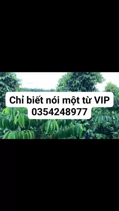 Lô đất VIP 1ha tại xã Trường Xuân, Đắk Song giá 2.45 tỷ - Đầu tư sinh lời ngay!