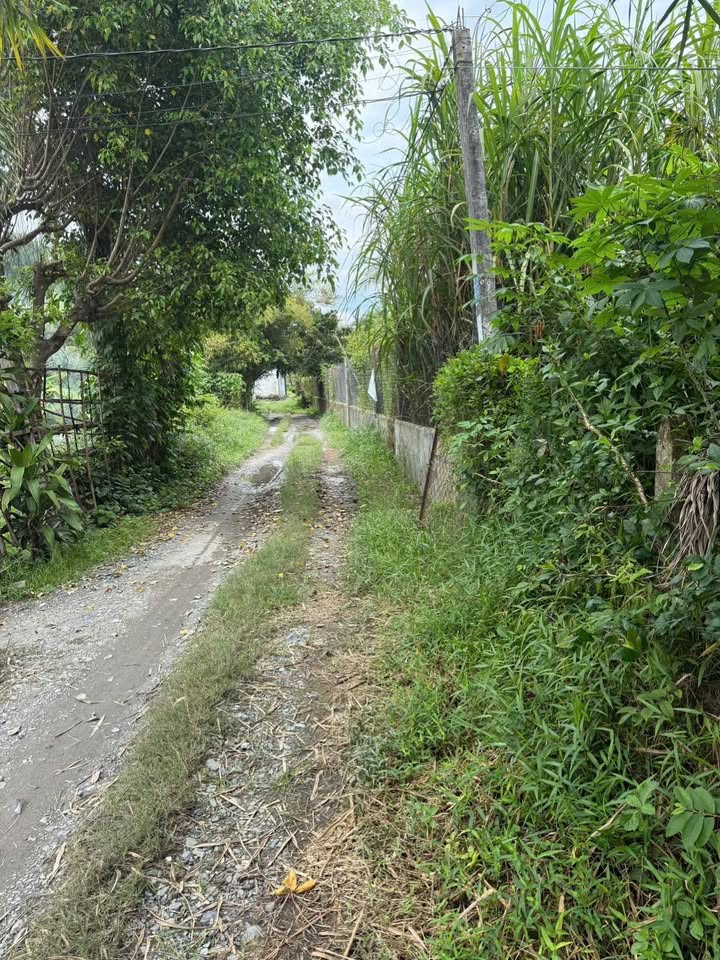 Đất thổ cư Mỹ Hạnh Nam Đức Hòa 224m² giá 770 triệu - Sổ hồng riêng, vị trí lý tưởng!