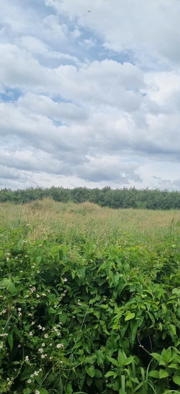 Lô đất SKC 10.000m² tại Phước Hòa, Phú Giáo - Giá chỉ 23 tỷ, cơ hội đầu tư tuyệt vời!