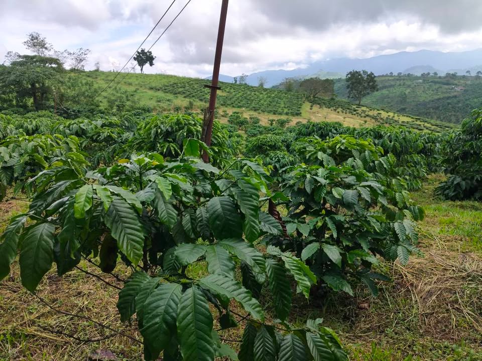 Đất thổ cư Lộc Bắc Bảo Lâm 21600m² giá 1.65 tỷ - Đầu tư sinh lời ngay!