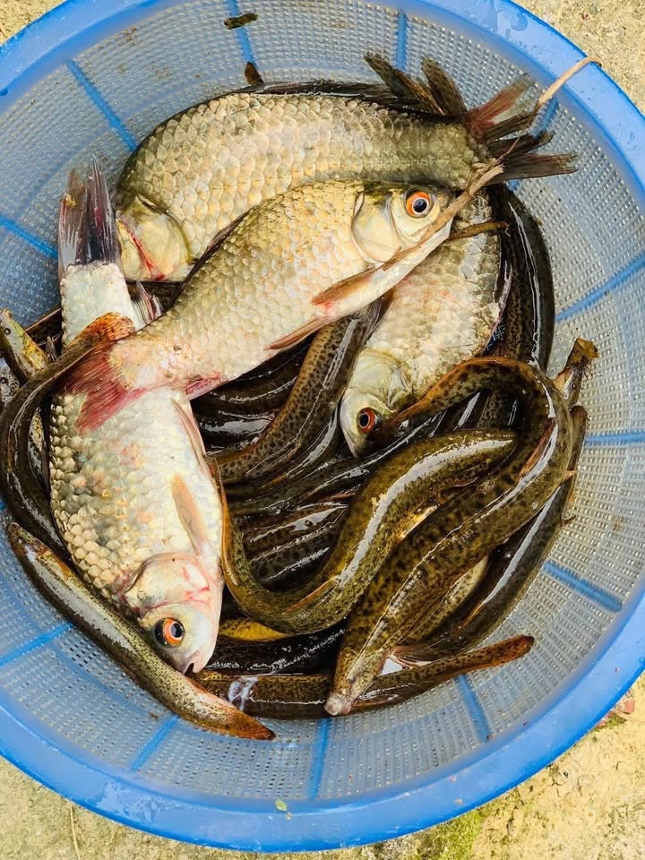 Đất Vĩnh Phú Thuận An 50m² giá 2 tỷ - Sổ hồng đầy đủ, chính chủ!