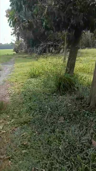 Đất nông nghiệp 76.000m² tại Thanh Điền, Châu Thành - Tiềm năng đầu tư lớn!