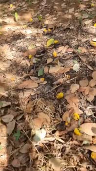 Đất vườn 7ha tại Phú Sơn - Bù Đăng chỉ 4.2 tỷ - Đầu tư sinh lời ngay!