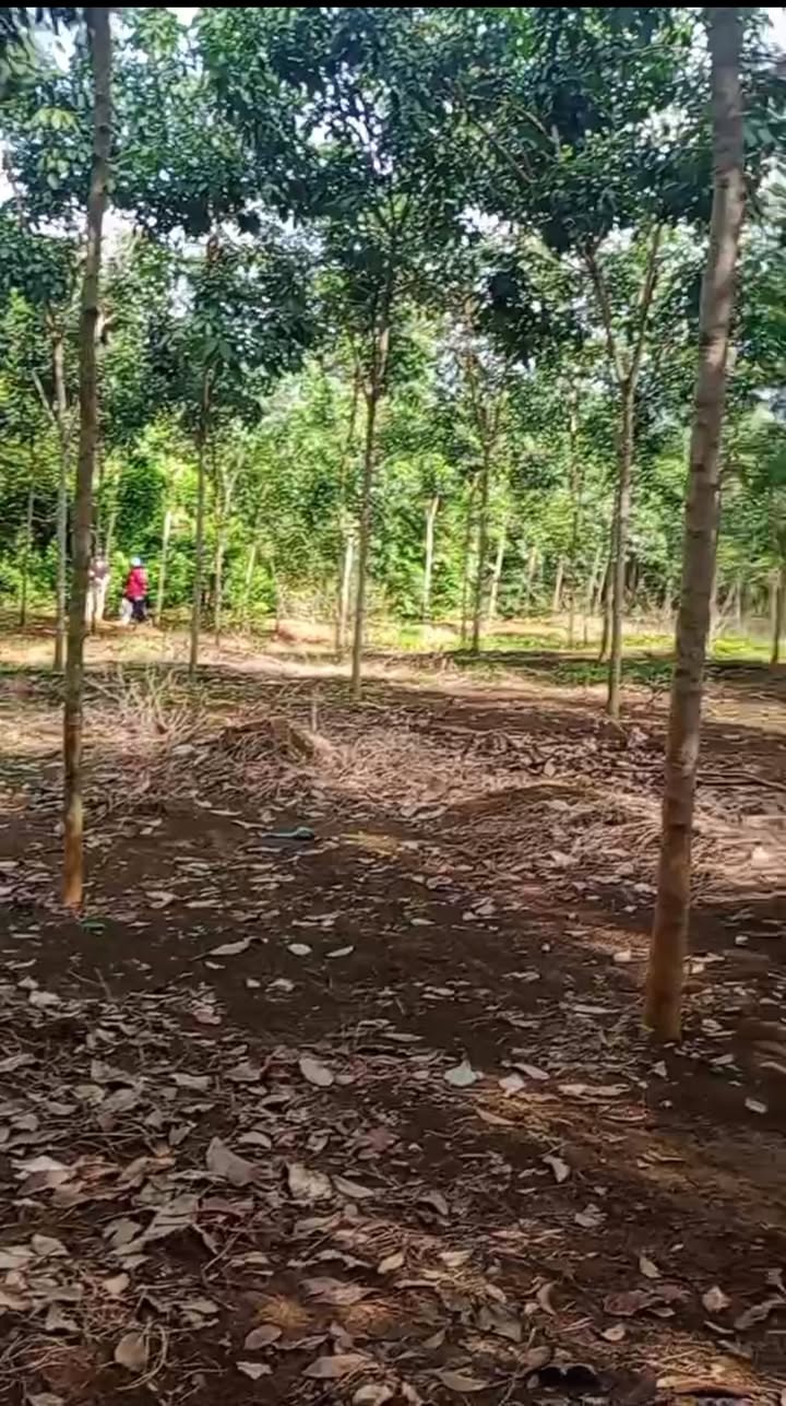 Đất trồng cao su 15,000m² tại Tiến Thành, Đồng Xoài - Giá chỉ 2 tỷ