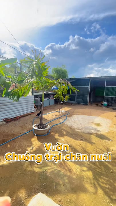 Nhà cấp 4 góc 2 mặt tiền Phước Lộc 1, Tuy Hòa 203m² - Thỏa thuận giá chỉ hôm nay!