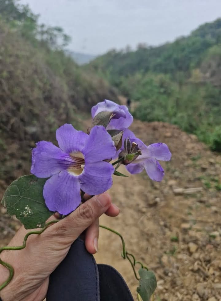 Đất nền tổ 3, phường Tân Hòa, TP. Hòa Bình 120m² giá 1.45 tỷ - Cơ hội đầu tư lý tưởng!