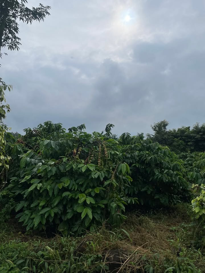 Đất nền 20.000m² tại Đắk Mâm, Krông Nô chỉ 1.5 tỷ - Đầu tư sinh lời lý tưởng!