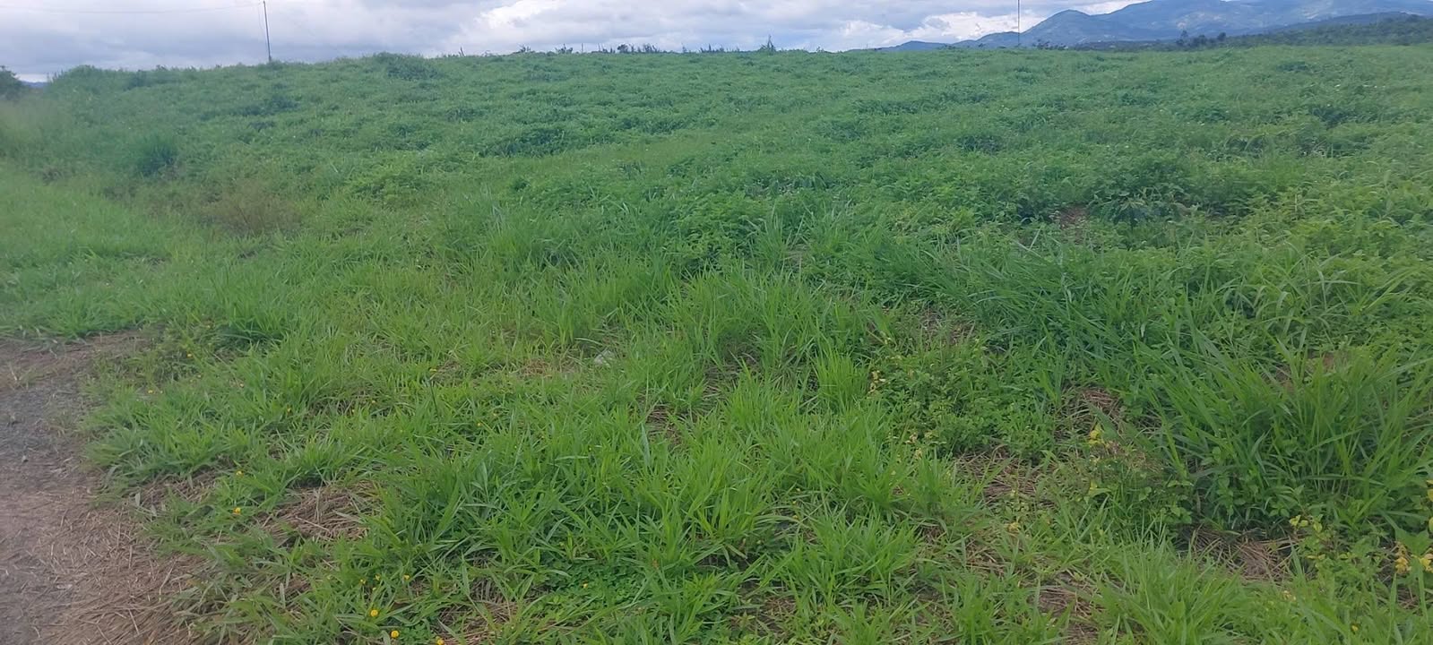 Đất nền Hòa Bắc Di Linh 2000m² giá 1.85 tỷ - Đầu tư sinh lời ngay!