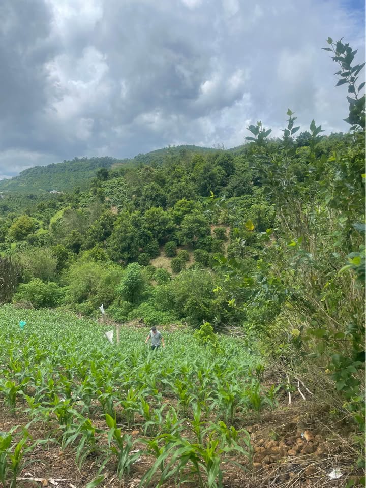 Đất thổ cư Đan Phượng Lâm Hà 400m² chỉ 410 triệu - Sổ đỏ chính chủ!