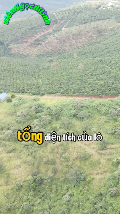 Đất trống 3 sào tại Tân Thượng, Di Linh - Giá chỉ 690 triệu