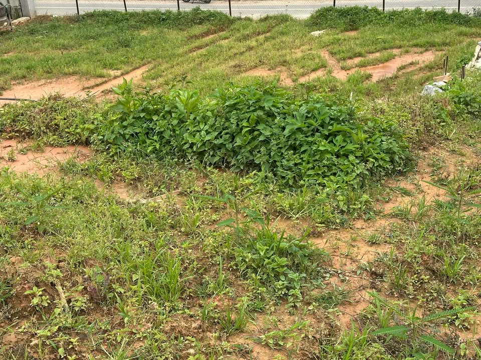 Đất nền 100m² phường Lang Biang, Lạc Dương - Giá chỉ 2,7 tỷ, pháp lý rõ ràng!