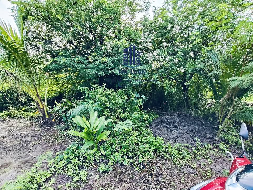 Đất vườn chính chủ xã Thạnh Phú, Cái Nước 1153m² - Giá chỉ 7.84 tỷ VND!