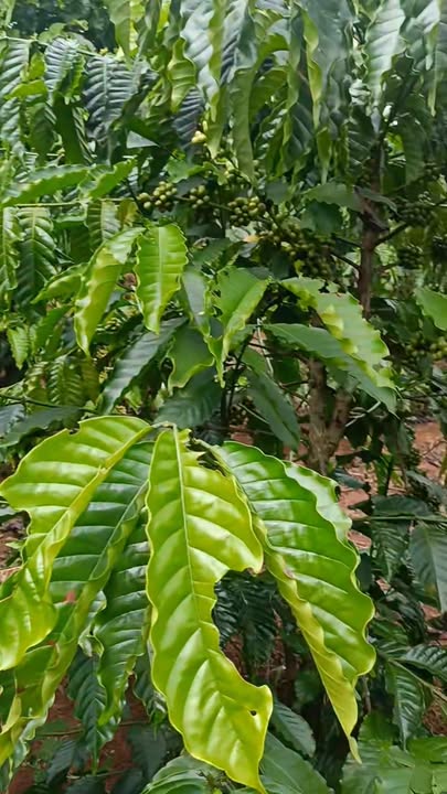 Đất nền Trường Xuân, Đắk Song 10.000m² giá 1.25 tỷ - Bán gấp, bớt lộc cho khách thiện chí!